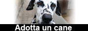 Canile Comunale