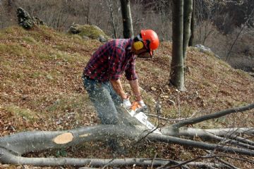 nuove modalità per il conferimento del verde con veicolo diverso dall'automobile